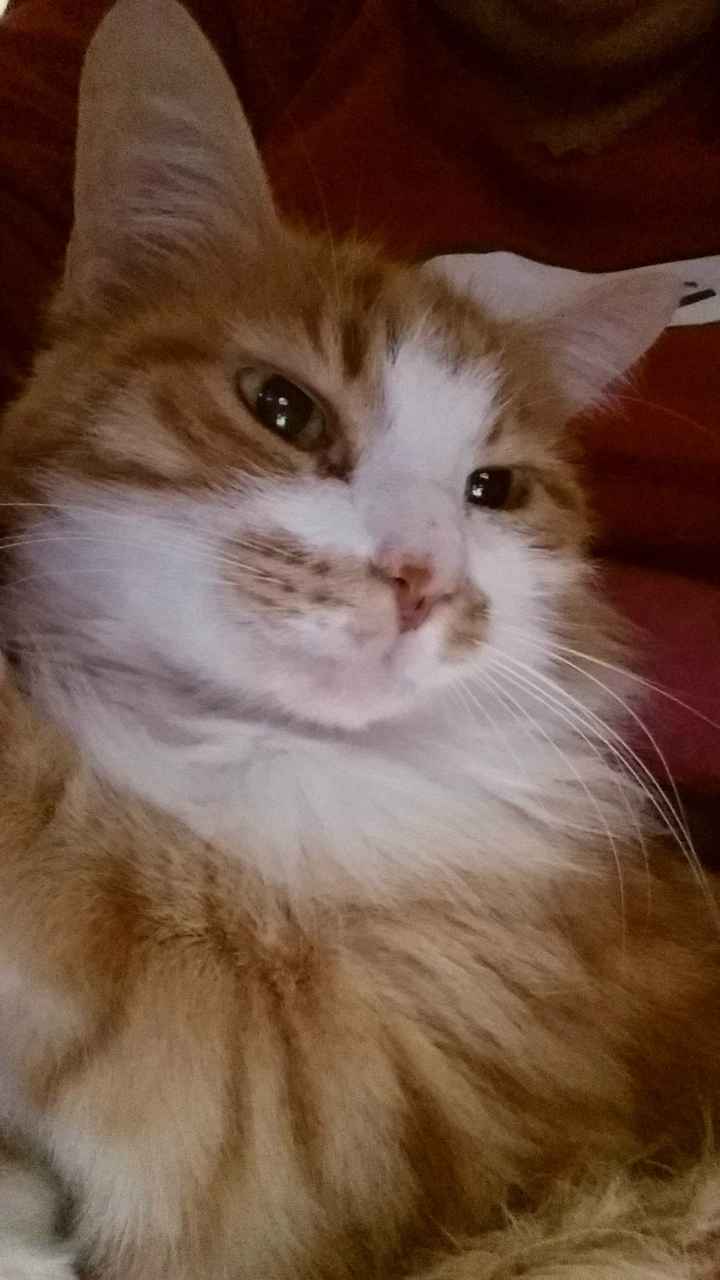 Le foto dei vostri animali - 2