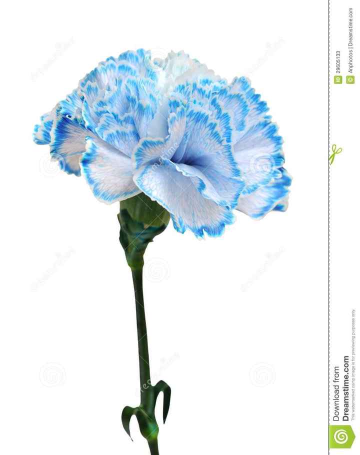 Matrimonio bianco e blu - 1