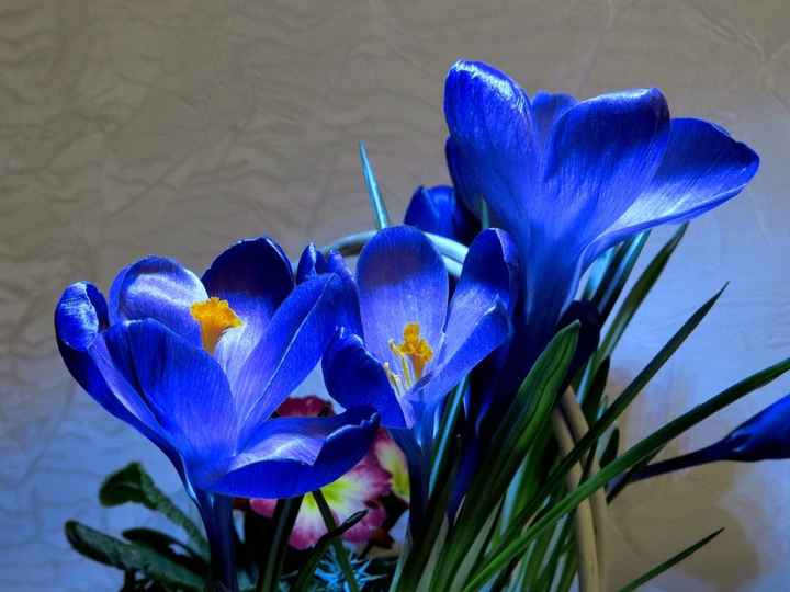 Matrimonio bianco e blu - 2