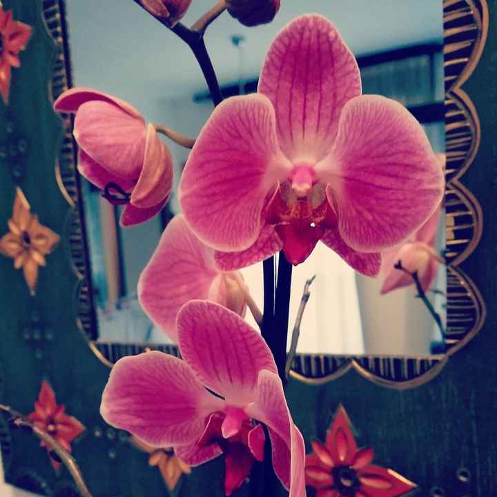 I fiori di san valentino - 1