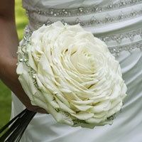 rosa bianca