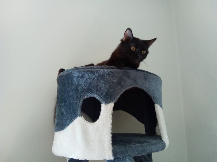 Animali domestici 🐕 🐱 - 1