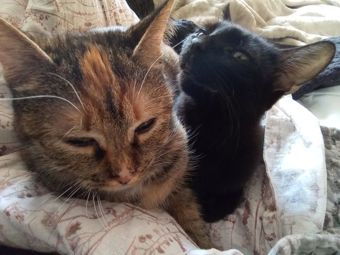 Animali domestici 🐕 🐱 2