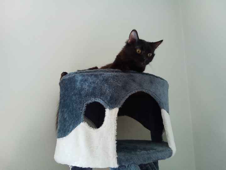 Animali domestici 🐕 🐱 - 1