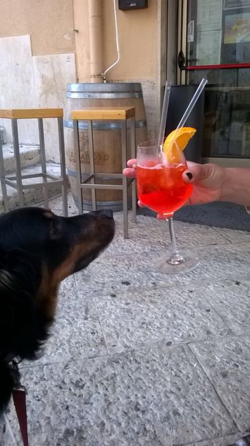  i nostri animali ♥️ - 1