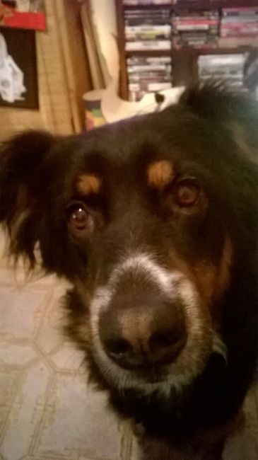  i nostri animali ♥️ - 2