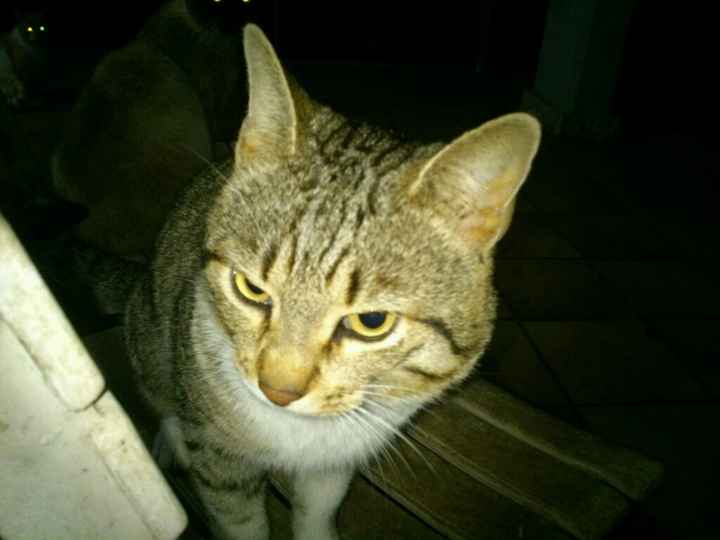 Too cute: i vostri amici animali - 1