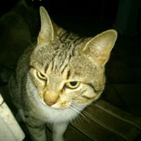 Too cute: i vostri amici animali - 1