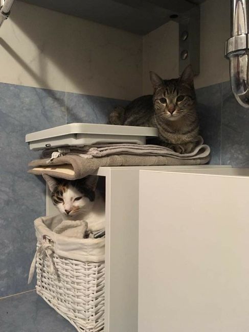 Amici pelosi🤗💙💜 - 1