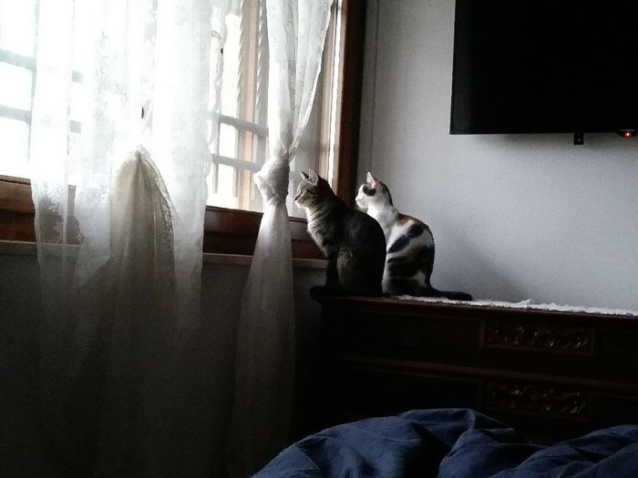 Foto con amici pelosi 😸🐶 - 1