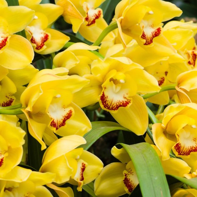 Orchidea gialla....significato🟨 - 1