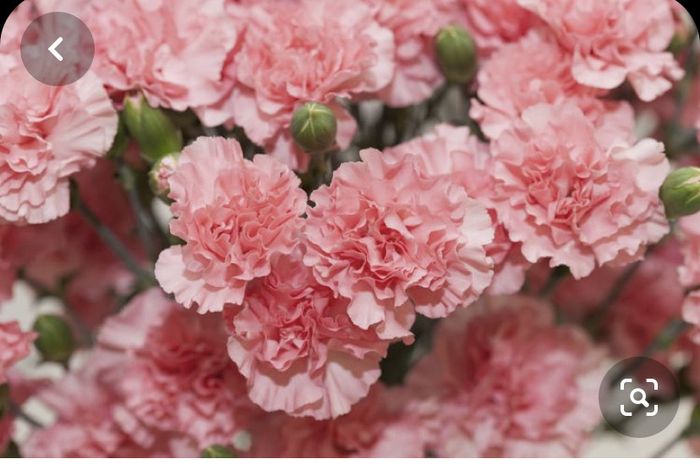 Fiori di settembre ? 5