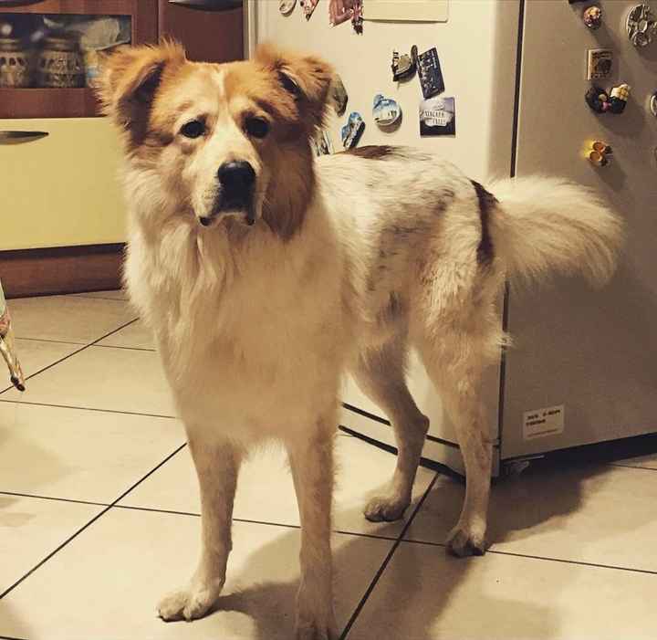 Cani al matrimonio - 1