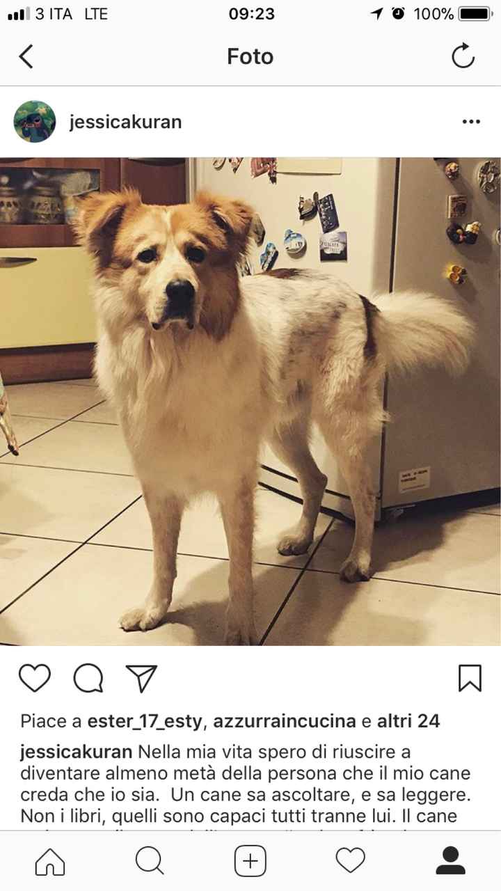  i nostri amici a 4 zampe - 1