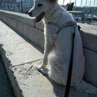 Convivenze pelose!🐶🐱🐹🐰 - 1