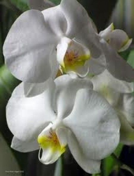 orchidee bianche