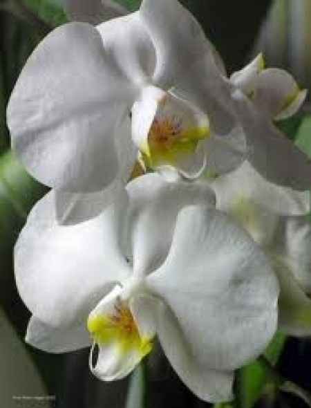 orchidee bianche
