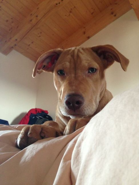 I nostri cuccioli - 1