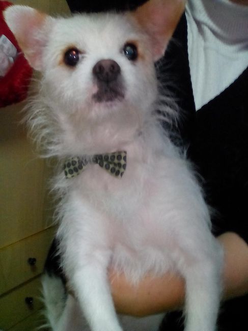 Outfit della mia cucciolina - 1