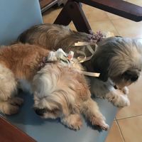 Collare per cani wedding style! - 1