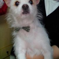 Outfit della mia cucciolina - 1