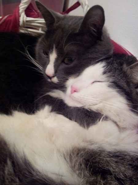 Too cute: i vostri amici animali - 1