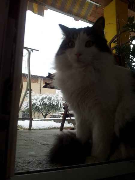 Too cute: i vostri amici animali - 3