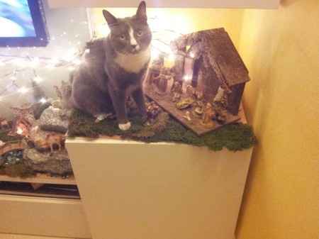 Too cute: i vostri amici animali - 4