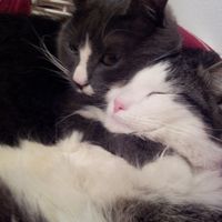 Too cute: i vostri amici animali - 1