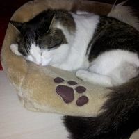 Too cute: i vostri amici animali - 2