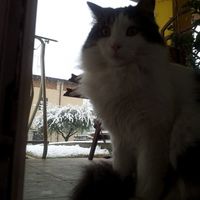 Too cute: i vostri amici animali - 3