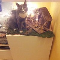 Too cute: i vostri amici animali - 4