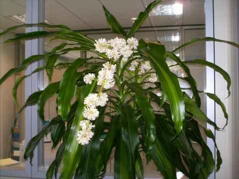 la bomboniera della mia mamma