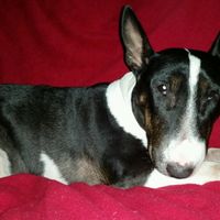 Too cute: i vostri amici animali - 1
