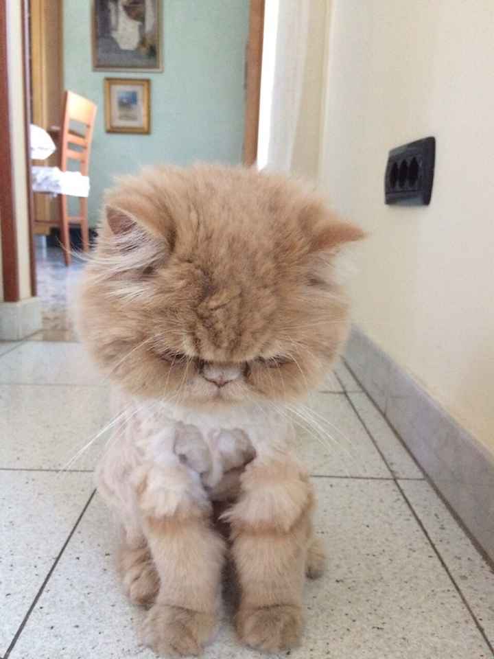 Le foto dei vostri animali - 1