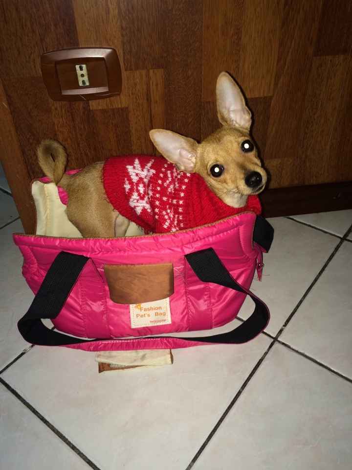 Oggi è arrivato il nostro bimbo peloso! - 2