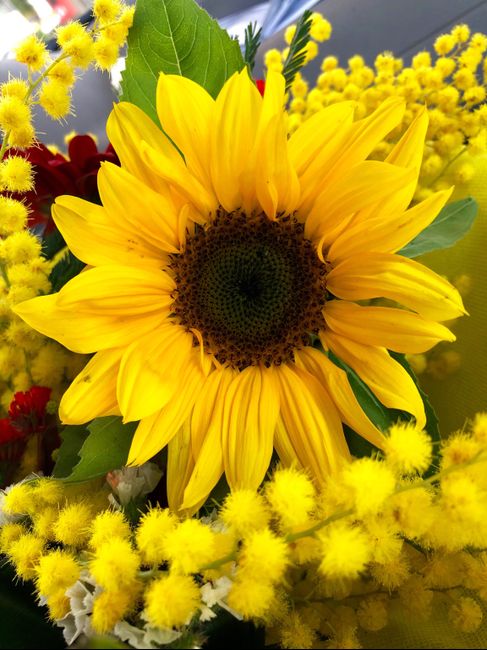 Mostratemi le Mimose! - 1