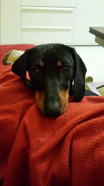 Too cute: i vostri amici animali - 1