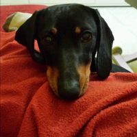 Too cute: i vostri amici animali - 1