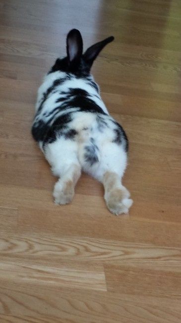 Too cute: i vostri amici animali - 1