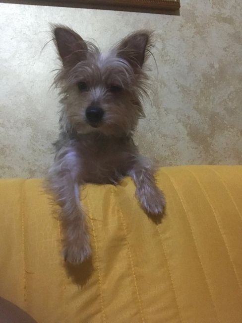  chi vi porta le Fedi? - 1