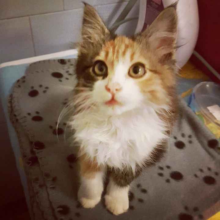 Vi presento nina! - 1