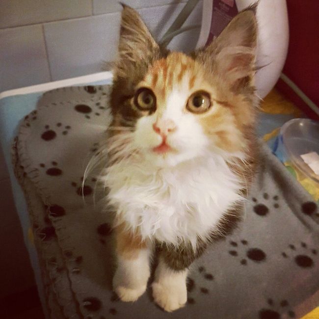 Vi presento nina! - 1