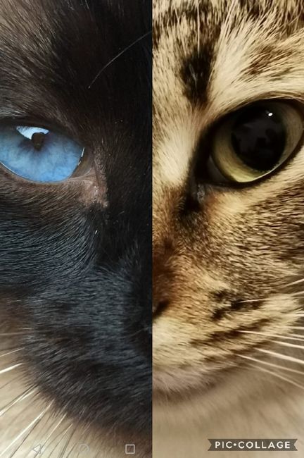 Collaboratori pelosi ❤️ - 1