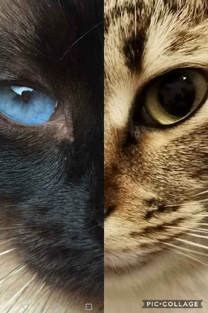 Collaboratori pelosi ❤️ - 1