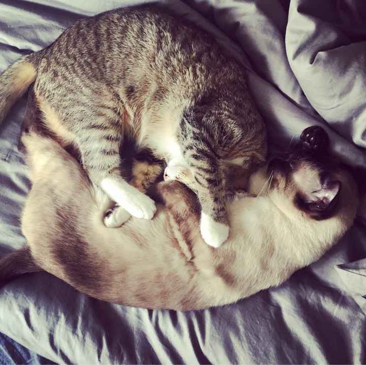 Chi è riuscita a portare il gatto al ricevimento? - 1