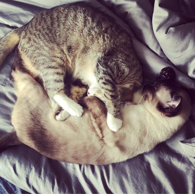 Chi è riuscita a portare il gatto al ricevimento? - 1