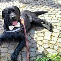  Invitato d'onore.. - 1