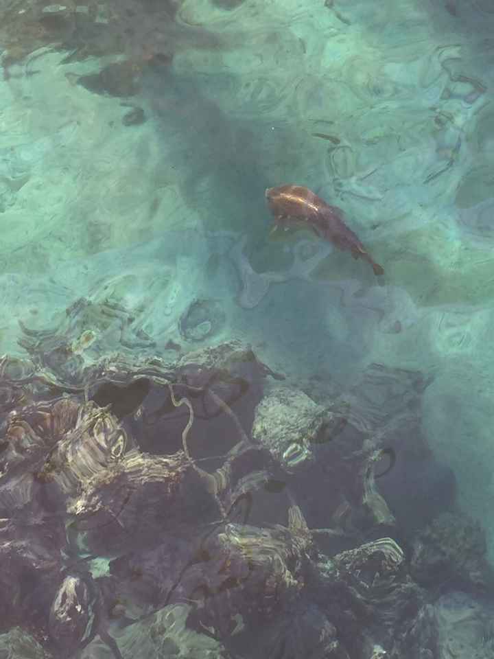 Bora Bora - il pesce palla sotto la nostra camera