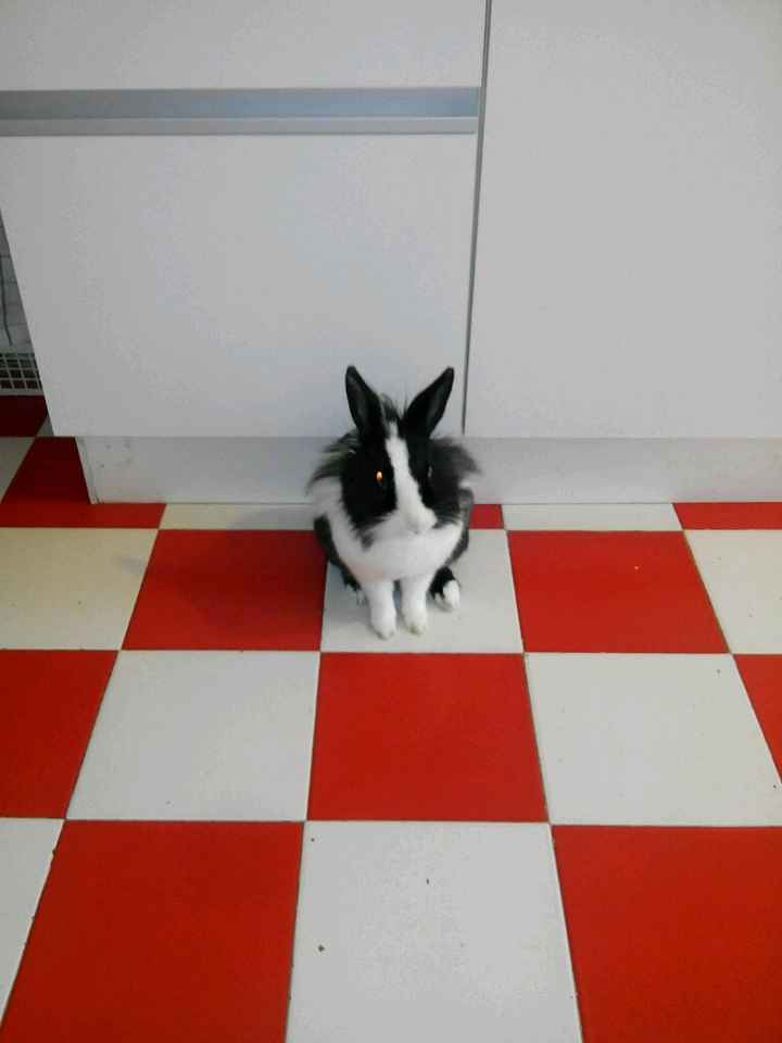 Too cute: i vostri amici animali - 1